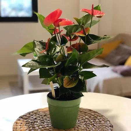 Apartament Cosy Well Located Tejina